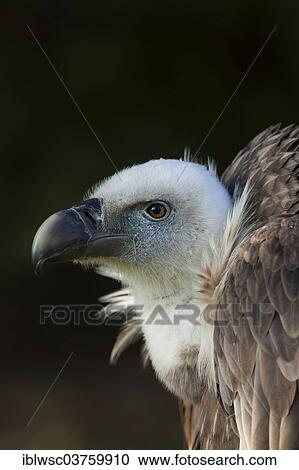 "Griffon Vulture (Gyps fulvus), captive, Saarland, Germany, Europe" View Large Photo Image Stock Image - "Griffon Vulture (Gyps fulvus), captive, Saarland, Germany, Europe". Fotosearch