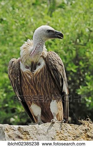 "Griffon Vulture (Gyps fulvus), Provence, Southern France, France, Europe" View Large Photo Image Stock Photo - "Griffon Vulture (Gyps fulvus), Provence, Southern France, France, Europe". Fotosearch