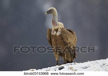 "Griffon Vulture (Gyps fulvus), Pyrenees, Torla, Aragon, Spain, Europe" View Large Photo Image Stock Photo - "Griffon Vulture (Gyps fulvus), Pyrenees, Torla, Aragon, Spain, Europe". Fotosearch