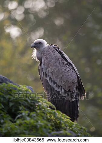 "Griffon Vulture (Gyps fulvus), Sainte-Croix Zoo, Lorraine region, France, Europe" View Large Photo Image Stock Photograph - "Griffon Vulture (Gyps fulvus), Sainte-Croix Zoo, Lorraine region, France, Europe". Fotosearch