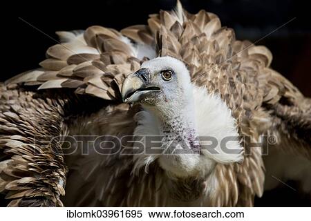 "Griffon Vulture (Gyps fulvus), captive, Schloss Rosenburg falconry, Altmuhltal, Bavaria, Germany, Europe" View Large Photo Image Stock Photography - "Griffon Vulture (Gyps fulvus), captive, Schloss Rosenburg falconry, Altmuhltal, Bavaria, Germany, Europe". Fotosearch