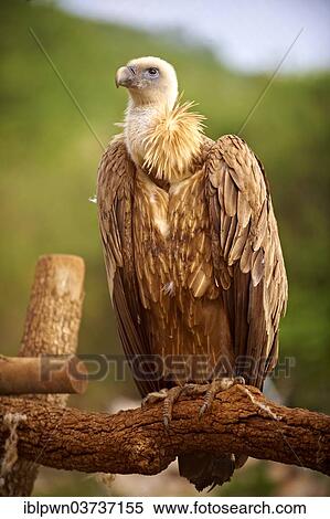 "Griffon Vulture (Gyps fulvus), Primorje-Gorski Kotar County, Croatia, Europe" View Large Photo Image Stock Photography - "Griffon Vulture (Gyps fulvus), Primorje-Gorski Kotar County, Croatia, Europe". Fotosearch