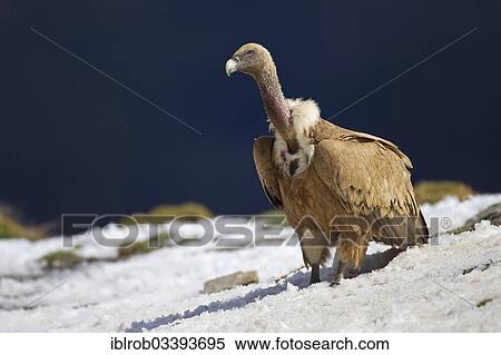 "Griffon Vulture (Gyps fulvus), Pyrenees, Aragon, Spain, Europe" View Large Photo Image Stock Photography - "Griffon Vulture (Gyps fulvus), Pyrenees, Aragon, Spain, Europe". Fotosearch