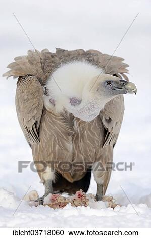"Griffon Vulture (Gyps fulvus) with prey in snow, captive, The Netherlands, Europe" View Large Photo Image Stock Image - "Griffon Vulture (Gyps fulvus) with prey in snow, captive, The Netherlands, Europe". Fotosearch