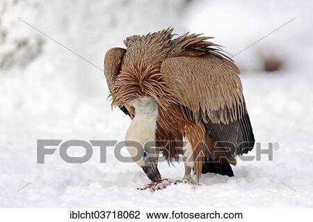 "Griffon Vulture (Gyps fulvus) with prey in snow, captive, The Netherlands, Europe" View Large Photo Image Stock Image - "Griffon Vulture (Gyps fulvus) with prey in snow, captive, The Netherlands, Europe". Fotosearch