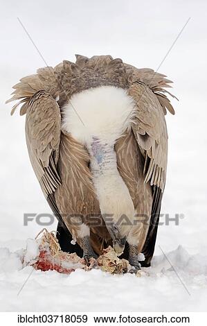 Stock Photo - "Griffon Vulture (Gyps fulvus) with prey in snow, captive, The Netherlands, Europe". Fotosearch