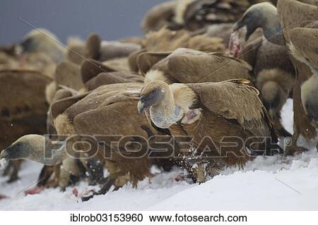 "Griffon Vultures (Gyps fulvus) feeding on carcass, Pyrenees, Aragon, Spain, Europe" View Large Photo Image Stock Image - "Griffon Vultures (Gyps fulvus) feeding on carcass, Pyrenees, Aragon, Spain, Europe". Fotosearch