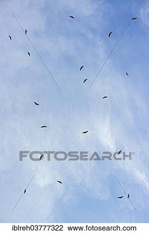 "Griffon Vultures (Gyps fulvus) in flight, Province of Udine, Italy, Europe" View Large Photo Image Stock Image - "Griffon Vultures (Gyps fulvus) in flight, Province of Udine, Italy, Europe". Fotosearch