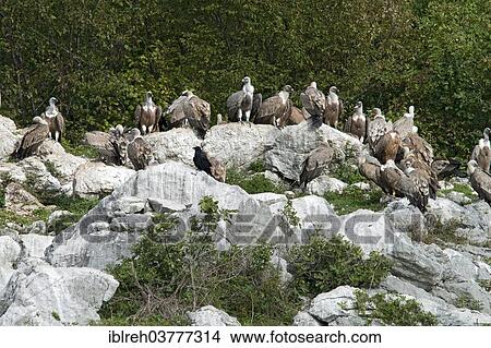 "Griffon Vultures (Gyps fulvus), Province of Udine, Italy, Europe" View Large Photo Image Picture - "Griffon Vultures (Gyps fulvus), Province of Udine, Italy, Europe". Fotosearch