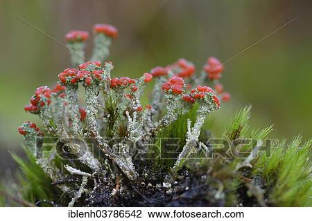 "Gritty British Soldiers Lichen (Cladonia floerkeana), Emsland, Lower Saxony, Germany, Europe" View Large Photo Image Stock Image - "Gritty British Soldiers Lichen (Cladonia floerkeana), Emsland, Lower Saxony, Germany, Europe". Fotosearch