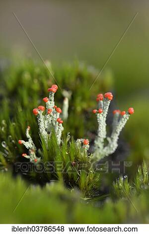 "Gritty British Soldiers Lichen (Cladonia floerkeana), Emsland, Lower Saxony, Germany, Europe" View Large Photo Image Stock Photo - "Gritty British Soldiers Lichen (Cladonia floerkeana), Emsland, Lower Saxony, Germany, Europe". Fotosearch