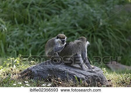 "Grivets (Chlorocebus aethiops), Tierwelt Herberstein, World of Animals, Buchberg near Herberstein, Stubenberg, Hartberg, Styria, Austria, Europe" View Large Photo Image Stock Image - "Grivets (Chlorocebus aethiops), Tierwelt Herberstein, World of Animals, Buchberg near Herberstein, Stubenberg, Hartberg, Styria, Austria, Europe". Fotosearch