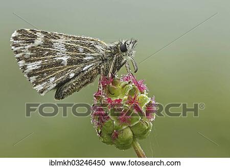 "Grizzled Skipper (Pyrgus malvae), Bad Hersfeld, Bad Hersfeld, Hesse, Germany, Europe" View Large Photo Image Stock Image - "Grizzled Skipper (Pyrgus malvae), Bad Hersfeld, Bad Hersfeld, Hesse, Germany, Europe". Fotosearch