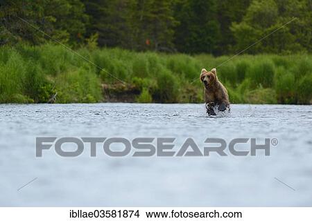 Picture - "Grizzly Bear (Ursus arctos horribilis) hunting salmon at Brooks Falls, Katmai National Park and Preserve, Alaska, United States, North America". Fotosearch