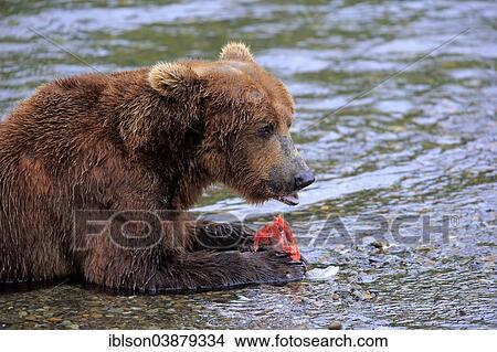 Picture - "Grizzly Bear (Ursus arctos horribilis) adult, feeding in the water, Brooks River, Katmai National Park and Preserve, Alaska, United States, North America". Fotosearch