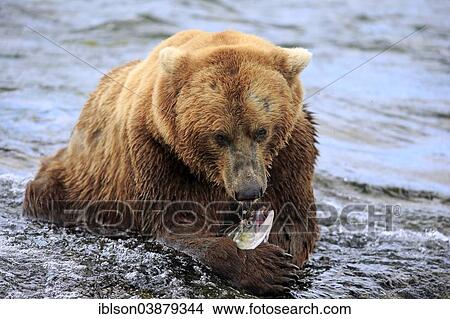 Picture - "Grizzly Bear (Ursus arctos horribilis) adult, feeding in the water, Brooks River, Katmai National Park and Preserve, Alaska, United States, North America". Fotosearch