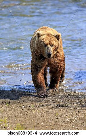 "Grizzly Bear (Ursus arctos horribilis) adult, waterfront, Brooks River, Katmai National Park and Preserve, Alaska, United States, North America" View Large Photo Image Picture - "Grizzly Bear (Ursus arctos horribilis) adult, waterfront, Brooks River, Katmai National Park and Preserve, Alaska, United States, North America". Fotosearch