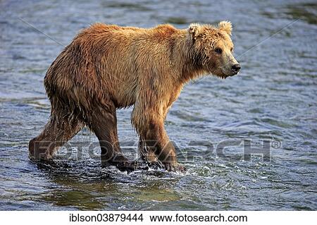 "Grizzly Bear (Ursus arctos horribilis) adult, foraging in the water, Brooks River, Katmai National Park and Preserve, Alaska, United States, North America" View Large Photo Image Picture - "Grizzly Bear (Ursus arctos horribilis) adult, foraging in the water, Brooks River, Katmai National Park and Preserve, Alaska, United States, North America". Fotosearch