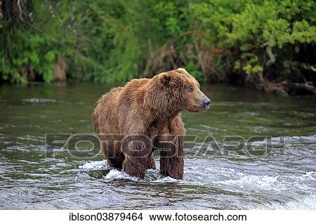 Picture - "Grizzly Bear (Ursus arctos horribilis) adult, foraging in the water, Brooks River, Katmai National Park and Preserve, Alaska, United States, North America". Fotosearch