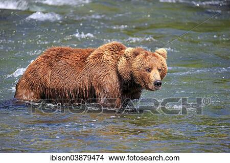 "Grizzly Bear (Ursus arctos horribilis) adult, foraging in the water, Brooks River, Katmai National Park and Preserve, Alaska, United States, North America" View Large Photo Image Picture - "Grizzly Bear (Ursus arctos horribilis) adult, foraging in the water, Brooks River, Katmai National Park and Preserve, Alaska, United States, North America". Fotosearch