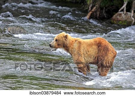 "Grizzly Bear (Ursus arctos horribilis) foraging in the water, Brooks River, Katmai National Park and Preserve, Alaska, United States, North America" View Large Photo Image Picture - "Grizzly Bear (Ursus arctos horribilis) foraging in the water, Brooks River, Katmai National Park and Preserve, Alaska, United States, North America". Fotosearch