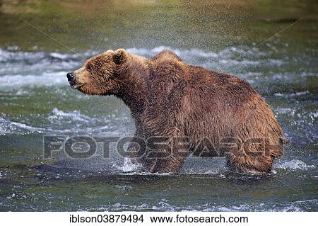 Picture - "Grizzly Bear (Ursus arctos horribilis) adult, in the water, shaking, Brooks River, Katmai National Park and Preserve, Alaska, United States, North America". Fotosearch