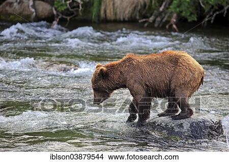 "Grizzly Bear (Ursus arctos horribilis) foraging in the water, Brooks River, Katmai National Park and Preserve, Alaska, United States, North America" View Large Photo Image Picture - "Grizzly Bear (Ursus arctos horribilis) foraging in the water, Brooks River, Katmai National Park and Preserve, Alaska, United States, North America". Fotosearch