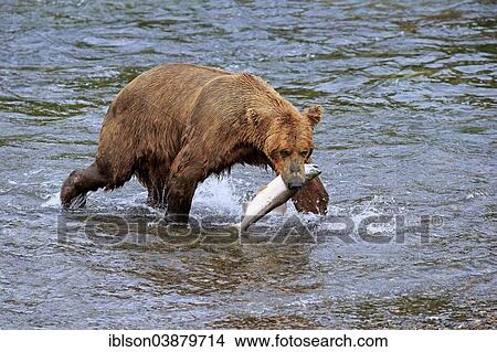 "Grizzly Bear (Ursus arctos horribilis) adult, in the water with a captured salmon, Brooks River, Katmai National Park and Preserve, Alaska, United States, North America" View Large Photo Image Picture - "Grizzly Bear (Ursus arctos horribilis) adult, in the water with a captured salmon, Brooks River, Katmai National Park and Preserve, Alaska, United States, North America". Fotosearch