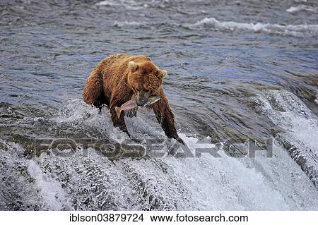 "Grizzly Bear (Ursus arctos horribilis) adult, in the water with a caught salmon, Brooks River, Katmai National Park and Preserve, Alaska, United States, North America" View Large Photo Image Picture - "Grizzly Bear (Ursus arctos horribilis) adult, in the water with a caught salmon, Brooks River, Katmai National Park and Preserve, Alaska, United States, North America". Fotosearch
