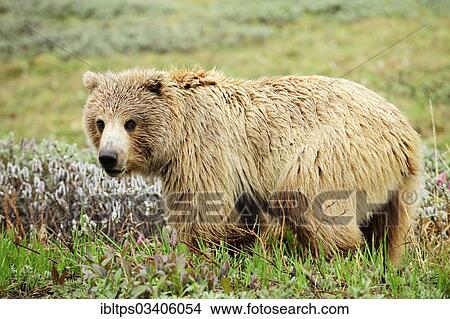 "Grizzly Bear (Ursus arctos horribilis) in the Arctic tundra, Denali National Park, Alaska, United States, North America" View Large Photo Image Picture - "Grizzly Bear (Ursus arctos horribilis) in the Arctic tundra, Denali National Park, Alaska, United States, North America". Fotosearch