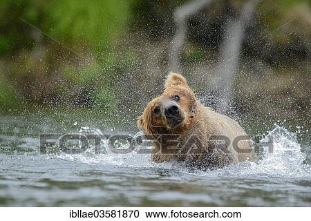 Stock Image - "Grizzly Bear (Ursus arctos horribilis) hunting salmon at Brooks Falls, Katmai National Park and Preserve, Alaska, United States, North America". Fotosearch