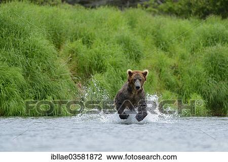 Stock Image - "Grizzly Bear (Ursus arctos horribilis) hunting salmon at Brooks Falls, Katmai National Park and Preserve, Alaska, United States, North America". Fotosearch