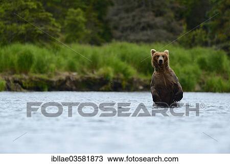 "Grizzly Bear (Ursus arctos horribilis) hunting salmon at Brooks Falls, Katmai National Park and Preserve, Alaska, United States, North America" View Large Photo Image Stock Image - "Grizzly Bear (Ursus arctos horribilis) hunting salmon at Brooks Falls, Katmai National Park and Preserve, Alaska, United States, North America". Fotosearch