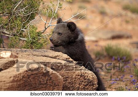 Stock Image - "Grizzly Bear (Ursus arctos horribilis) cub, looking out from behind a rock, Utah, United States, North America". Fotosearch