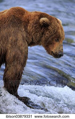 "Grizzly Bear (Ursus arctos horribilis) adult, foraging in the water, Brooks River, Katmai National Park and Preserve, Alaska, United States, North America" View Large Photo Image Stock Image - "Grizzly Bear (Ursus arctos horribilis) adult, foraging in the water, Brooks River, Katmai National Park and Preserve, Alaska, United States, North America". Fotosearch