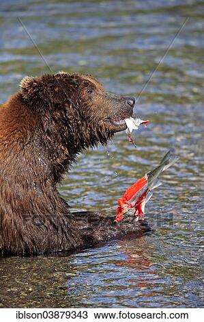 "Grizzly Bear (Ursus arctos horribilis) adult, feeding in the water, Brooks River, Katmai National Park and Preserve, Alaska, United States, North America" View Large Photo Image Stock Image - "Grizzly Bear (Ursus arctos horribilis) adult, feeding in the water, Brooks River, Katmai National Park and Preserve, Alaska, United States, North America". Fotosearch