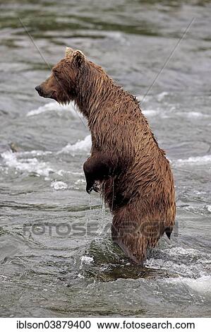 "Grizzly Bear (Ursus arctos horribilis) adult, standing upright in the water, Brooks River, Katmai National Park and Preserve, Alaska, United States, North America" View Large Photo Image Stock Image - "Grizzly Bear (Ursus arctos horribilis) adult, standing upright in the water, Brooks River, Katmai National Park and Preserve, Alaska, United States, North America". Fotosearch