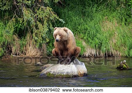 "Grizzly Bear (Ursus arctos horribilis) adult, sitting on rock in the water, Brooks River, Katmai National Park and Preserve, Alaska, United States, North America" View Large Photo Image Stock Image - "Grizzly Bear (Ursus arctos horribilis) adult, sitting on rock in the water, Brooks River, Katmai National Park and Preserve, Alaska, United States, North America". Fotosearch