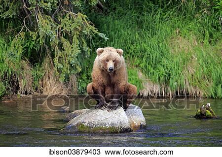 "Grizzly Bear (Ursus arctos horribilis) adult, sitting on rock in the water, Brooks River, Katmai National Park and Preserve, Alaska, United States, North America" View Large Photo Image Stock Image - "Grizzly Bear (Ursus arctos horribilis) adult, sitting on rock in the water, Brooks River, Katmai National Park and Preserve, Alaska, United States, North America". Fotosearch