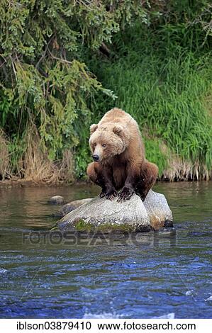 "Grizzly Bear (Ursus arctos horribilis) adult, sitting on rock in the water, Brooks River, Katmai National Park and Preserve, Alaska, United States, North America" View Large Photo Image Stock Image - "Grizzly Bear (Ursus arctos horribilis) adult, sitting on rock in the water, Brooks River, Katmai National Park and Preserve, Alaska, United States, North America". Fotosearch
