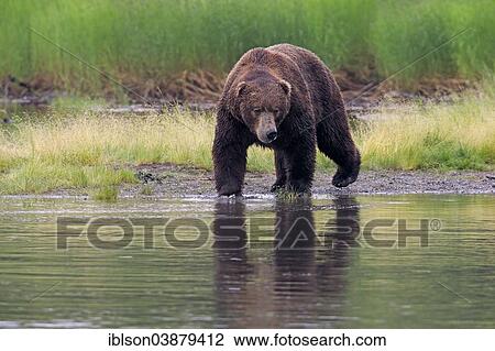 "Grizzly Bear (Ursus arctos horribilis) adult, at the waterfront foraging, Brooks River, Katmai National Park and Preserve, Alaska, United States, North America" View Large Photo Image Stock Image - "Grizzly Bear (Ursus arctos horribilis) adult, at the waterfront foraging, Brooks River, Katmai National Park and Preserve, Alaska, United States, North America". Fotosearch
