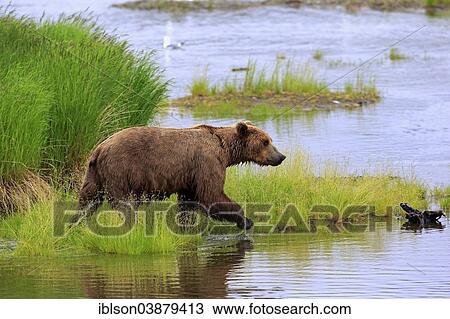 "Grizzly Bear (Ursus arctos horribilis) adult, at the waterfront foraging, Brooks River, Katmai National Park and Preserve, Alaska, United States, North America" View Large Photo Image Stock Image - "Grizzly Bear (Ursus arctos horribilis) adult, at the waterfront foraging, Brooks River, Katmai National Park and Preserve, Alaska, United States, North America". Fotosearch
