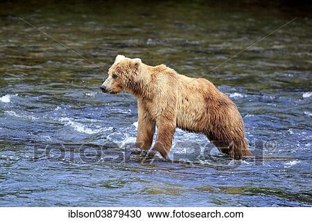 "Grizzly Bear (Ursus arctos horribilis) adult, foraging in the water, Brooks River, Katmai National Park and Preserve, Alaska, United States, North America" View Large Photo Image Stock Image - "Grizzly Bear (Ursus arctos horribilis) adult, foraging in the water, Brooks River, Katmai National Park and Preserve, Alaska, United States, North America". Fotosearch