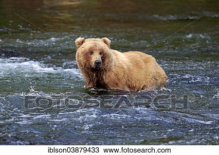 "Grizzly Bear (Ursus arctos horribilis) adult, foraging in the water, Brooks River, Katmai National Park and Preserve, Alaska, United States, North America" View Large Photo Image Stock Image - "Grizzly Bear (Ursus arctos horribilis) adult, foraging in the water, Brooks River, Katmai National Park and Preserve, Alaska, United States, North America". Fotosearch