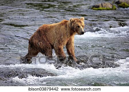 "Grizzly Bear (Ursus arctos horribilis) adult, foraging in the water, Brooks River, Katmai National Park and Preserve, Alaska, United States, North America" View Large Photo Image Stock Image - "Grizzly Bear (Ursus arctos horribilis) adult, foraging in the water, Brooks River, Katmai National Park and Preserve, Alaska, United States, North America". Fotosearch