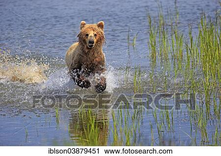 "Grizzly Bear (Ursus arctos horribilis) adult, running through water, Brooks River, Katmai National Park and Preserve, Alaska, United States, North America" View Large Photo Image Stock Image - "Grizzly Bear (Ursus arctos horribilis) adult, running through water, Brooks River, Katmai National Park and Preserve, Alaska, United States, North America". Fotosearch