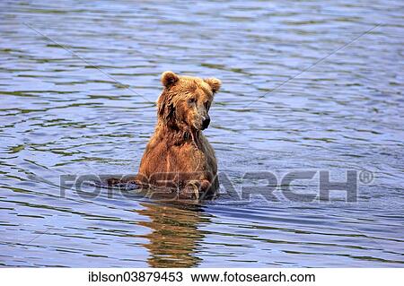 "Grizzly Bear (Ursus arctos horribilis) adult, at the waterfront foraging, Brooks River, Katmai National Park and Preserve, Alaska, United States, North America" View Large Photo Image Stock Image - "Grizzly Bear (Ursus arctos horribilis) adult, at the waterfront foraging, Brooks River, Katmai National Park and Preserve, Alaska, United States, North America". Fotosearch