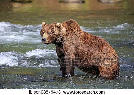 "Grizzly Bear (Ursus arctos horribilis) adult, in the water, Brooks River, Katmai National Park and Preserve, Alaska, United States, North America" View Large Photo Image Stock Image - "Grizzly Bear (Ursus arctos horribilis) adult, in the water, Brooks River, Katmai National Park and Preserve, Alaska, United States, North America". Fotosearch