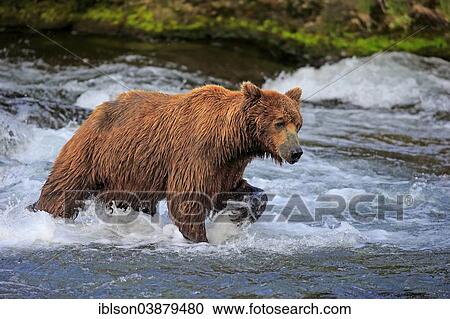 "Grizzly Bear (Ursus arctos horribilis) adult, foraging in the water, Brooks River, Katmai National Park and Preserve, Alaska, United States, North America" View Large Photo Image Stock Image - "Grizzly Bear (Ursus arctos horribilis) adult, foraging in the water, Brooks River, Katmai National Park and Preserve, Alaska, United States, North America". Fotosearch