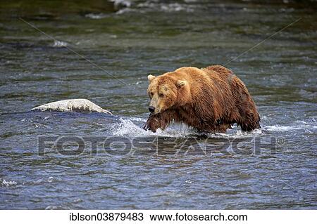 "Grizzly Bear (Ursus arctos horribilis) adult, foraging in the water, Brooks River, Katmai National Park and Preserve, Alaska, United States, North America" View Large Photo Image Stock Image - "Grizzly Bear (Ursus arctos horribilis) adult, foraging in the water, Brooks River, Katmai National Park and Preserve, Alaska, United States, North America". Fotosearch